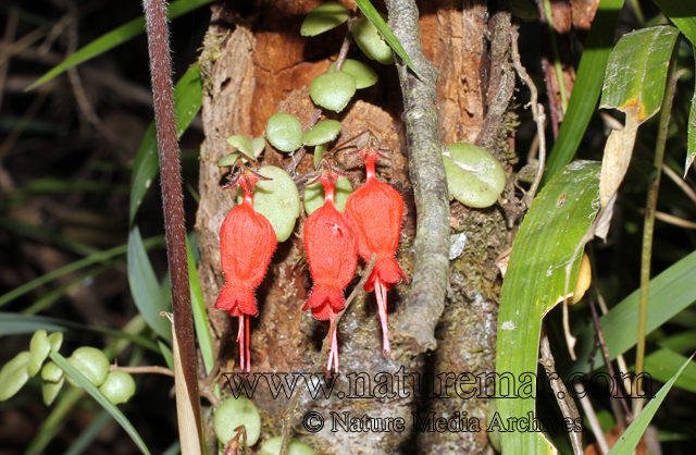 Sarmienta scandens