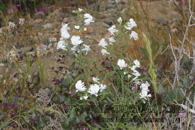 Schizanthus candidus