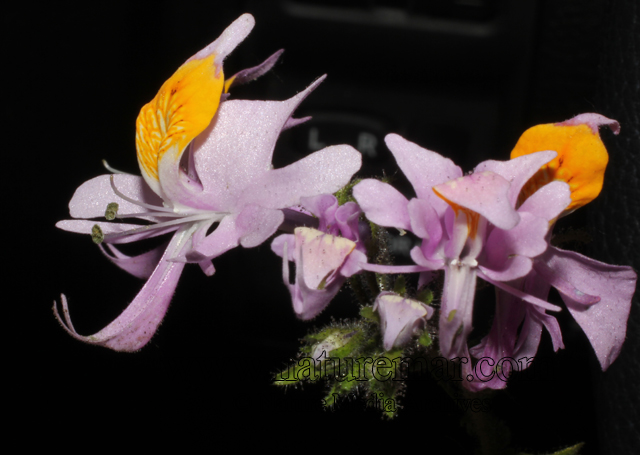 Schizanthus grahamii