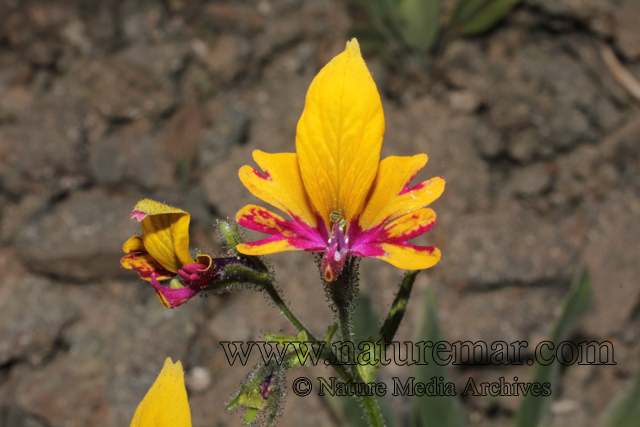 Schizanthus grahamii var coccinea