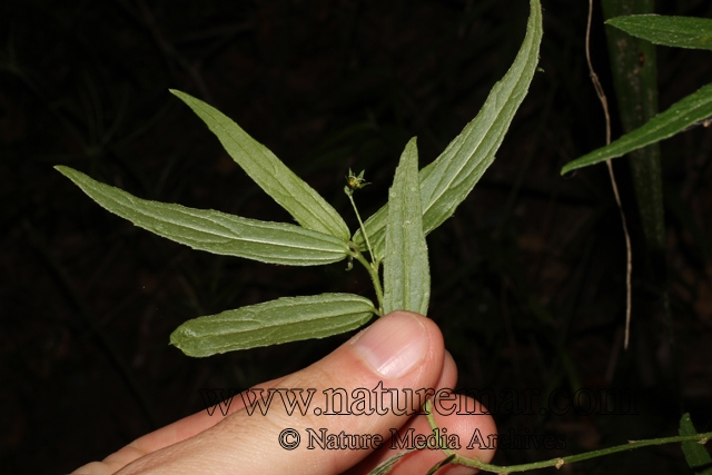 Argythamnia tricuspidata