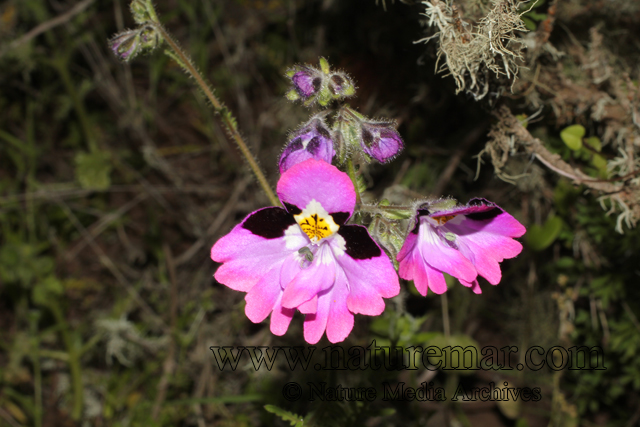 Schizanthus litoralis