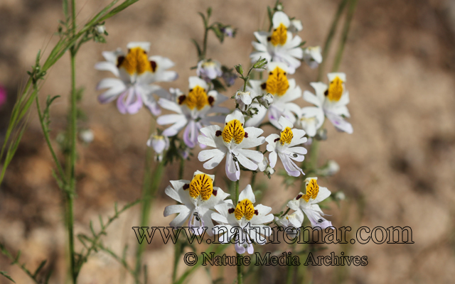 Schizanthus pinnatus