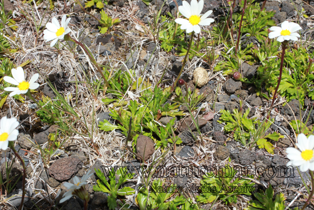 Senecio trifurcatus