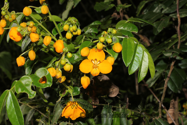 Senna stipulacea