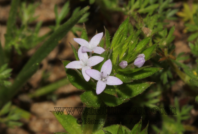 Sherardia arvensis L.