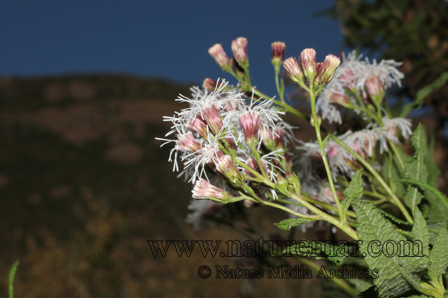 Aristeguietia salvia