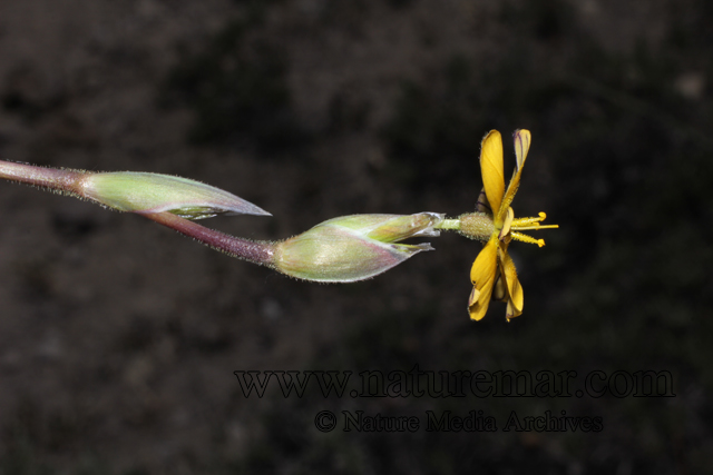 Sisyrinchium arenarium