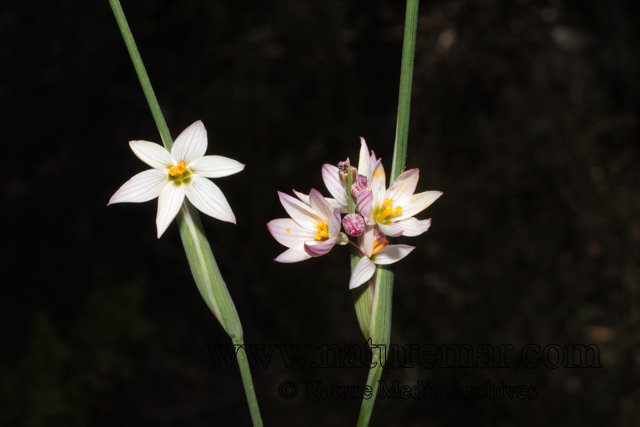 Sisyrinchium chilense