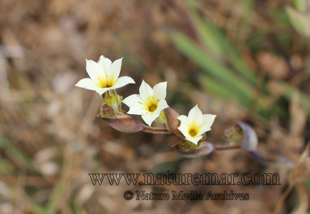 Sisyrinchium cuspidatum