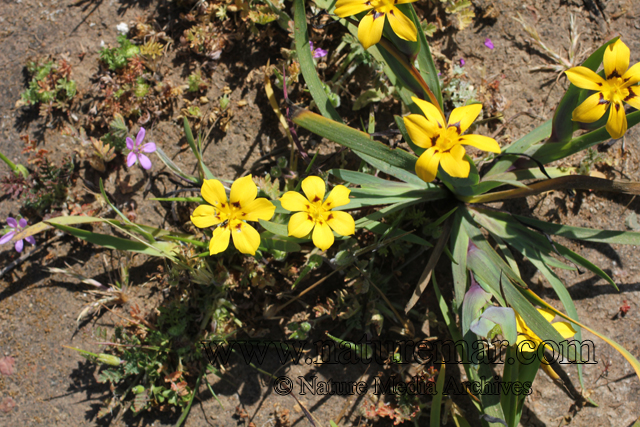 Sisyrinchium gramminifolium Lindl