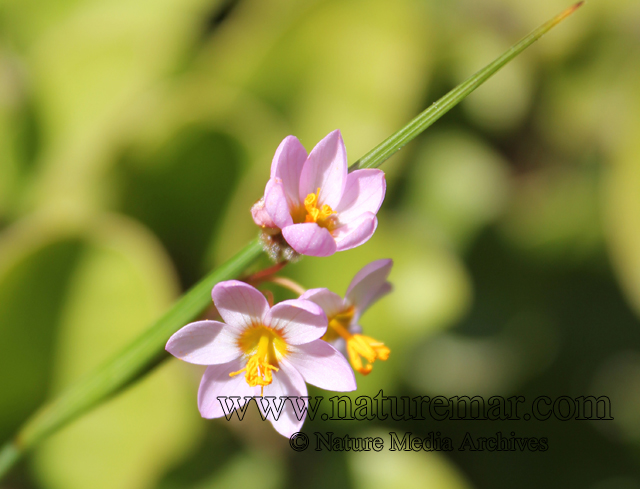 Sisyrinchium junceum