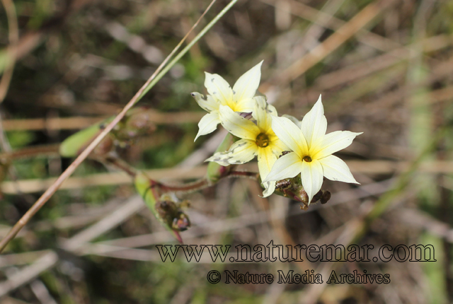 Sisyrinchium striatum