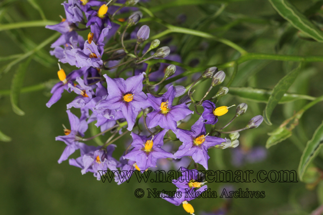 Solanum ligustrinum