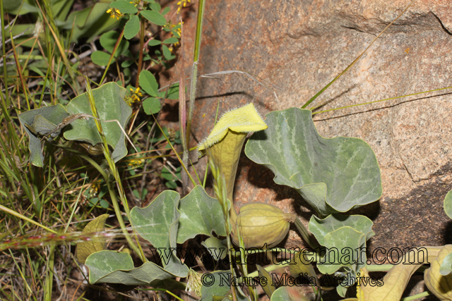 Aristolochia bridgesii (Klotzsch) Duch