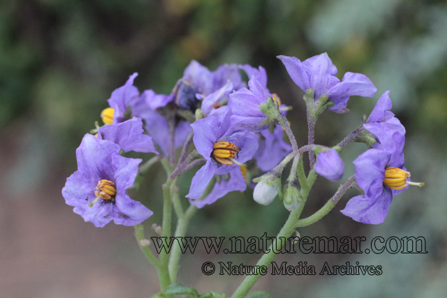 Solanum maritimum