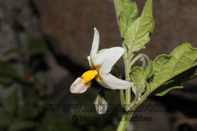 Solanum nigrum