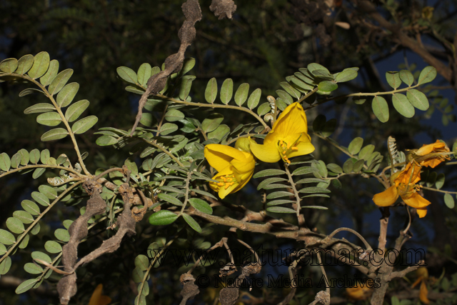 Sophora fernandeziana