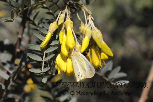 Sophora macrocarpa