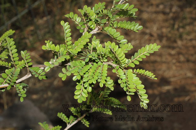 Sophora masafuerana