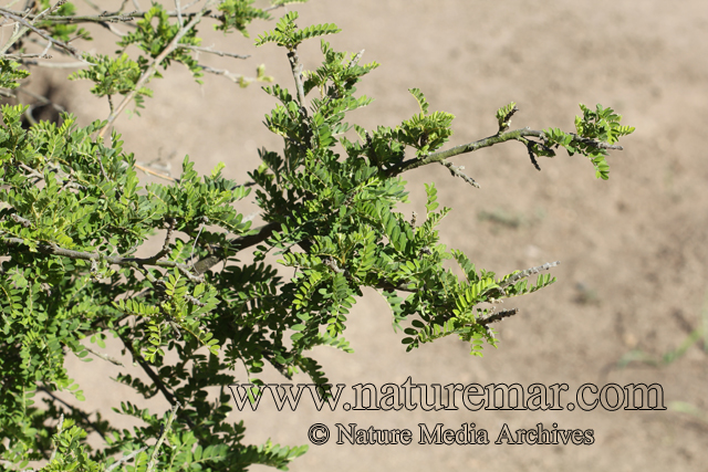 Sophora toromiro