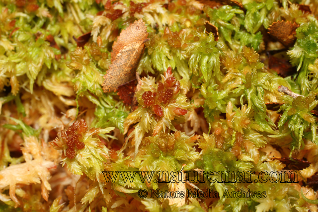 Sphagnum magellanicum