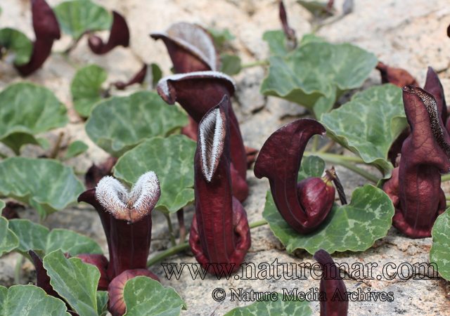 Aristolochia chilensis