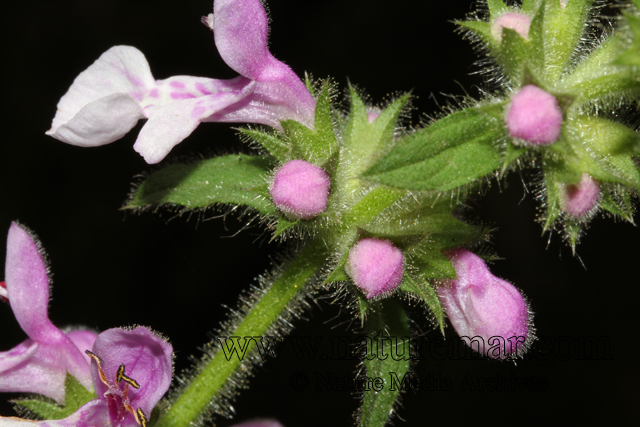 Stachys grandidentata