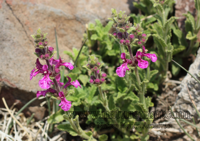 Stachys philippiana