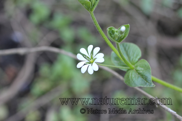 Stellaria chilensis