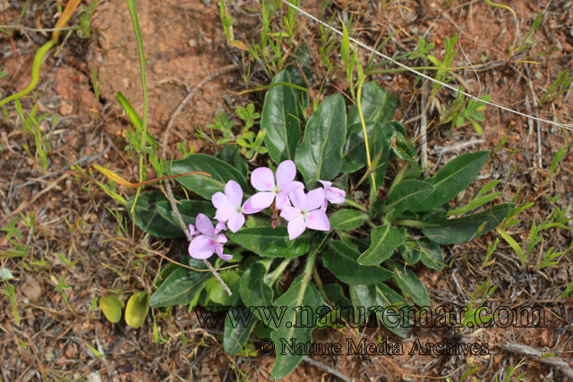 Stenandrium dulce