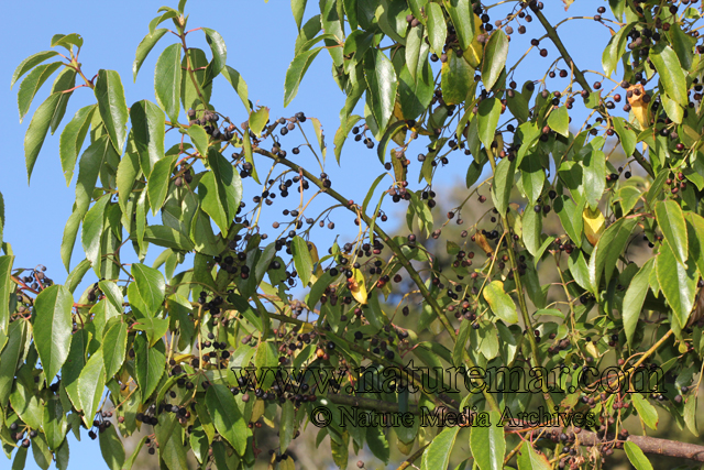 Aristotelia chilensis