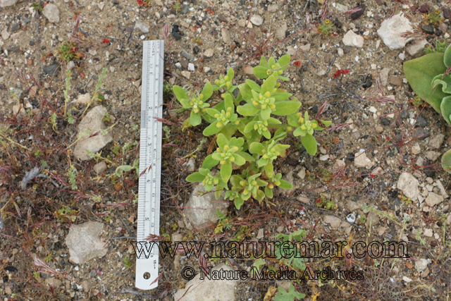 Tetragonia pedunculata