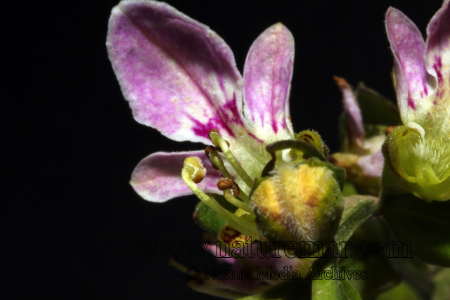 Teucrium bicolor