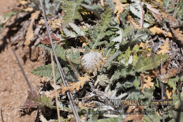 Trichocline aurea (D.Don) Reiche