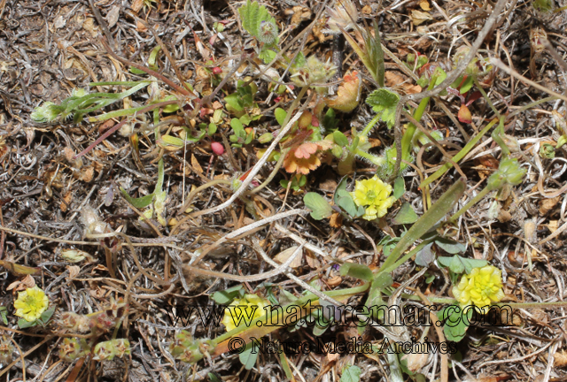 Trifolium campestre