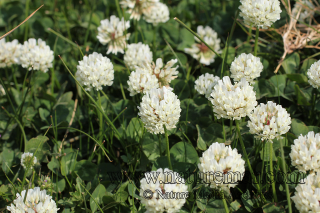 Trifolium repens