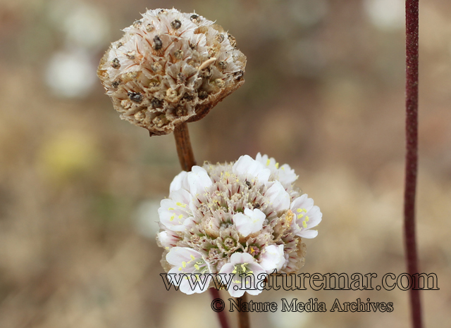 Armeria maritima