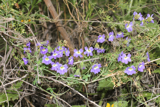 Tropaeolum azureum