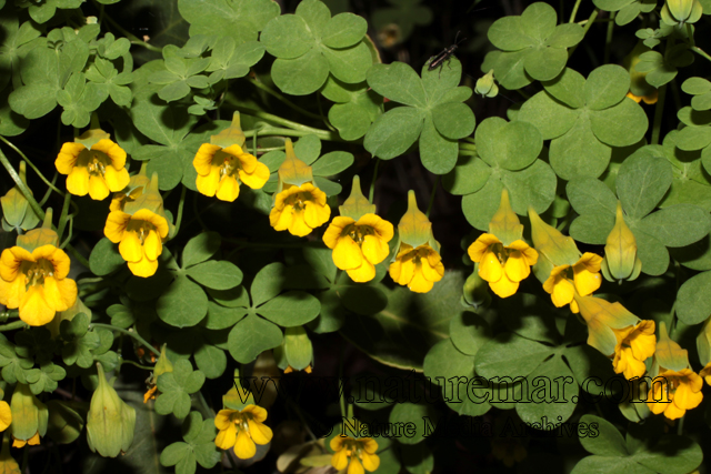 Tropaeolum brachyceras