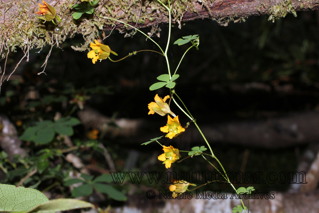 Tropaeolum ciliatum