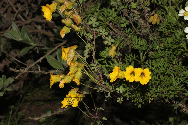 Tropaeolum hookerianum