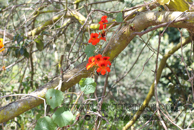 Tropaeolum majus