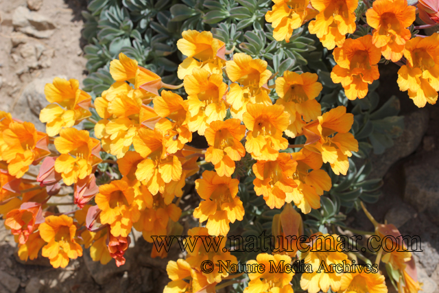 Tropaeolum polyphyllum