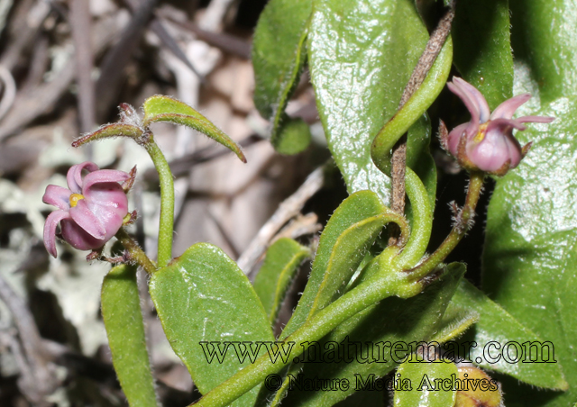 Astephanus geminiflorus