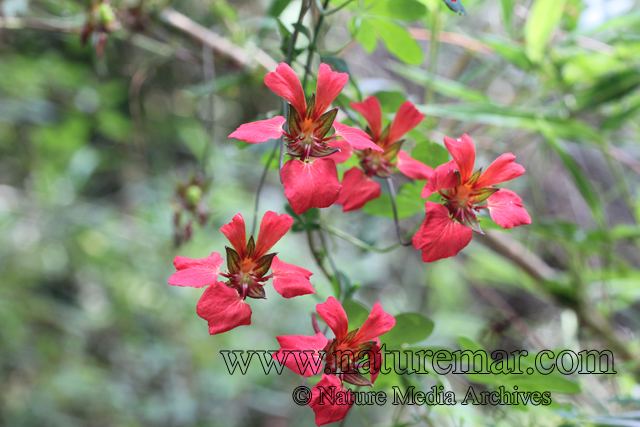 Tropaeolum speciosum