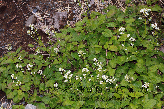 Valeriana lapathifolia