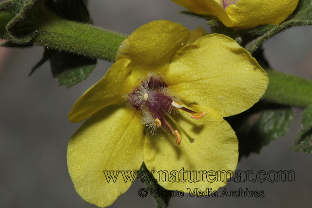 Verbascum virgatum