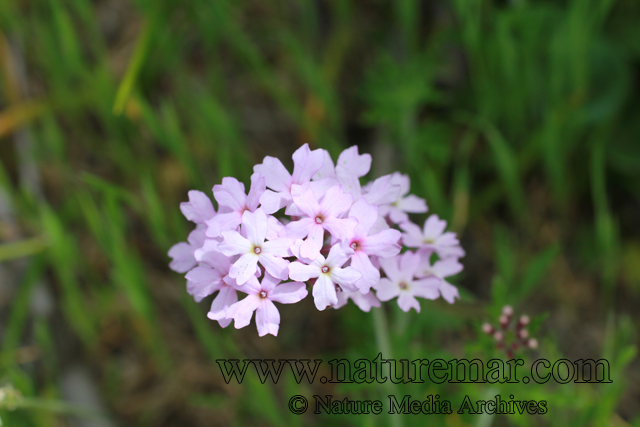 Verbena litoralis