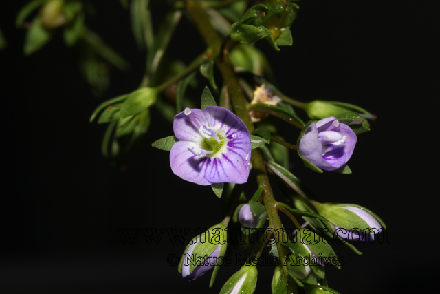 Veronica anagallis-aquatica